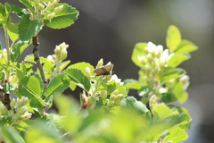 Callophrys