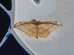 Hyposidra infixaria