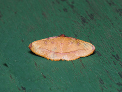 Heterolocha pyreniata