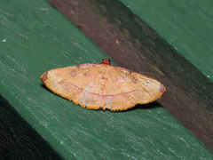 Heterolocha pyreniata