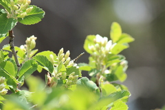 Callophrys