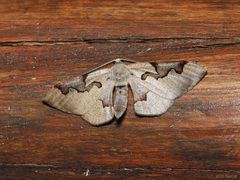 Hypochrosis pyrrhophaeata