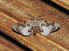 Hypochrosis pyrrhophaeata