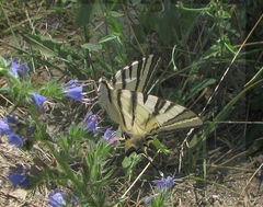 Iphiclides podalirius
