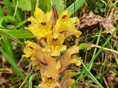 Orobanche laxissima