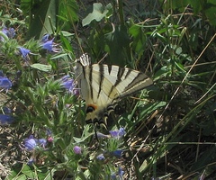 Iphiclides podalirius