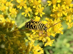 Megacyllene robiniae