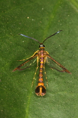 Chamanthedon auronitens