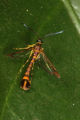 Chamanthedon auronitens