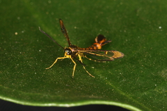 Chamanthedon auronitens