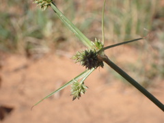 Cyperus uitenhagensis