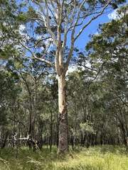 Corymbia gummifera × Corymbia maculata