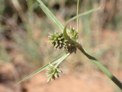 Cyperus uitenhagensis