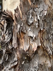 Corymbia gummifera × Corymbia maculata