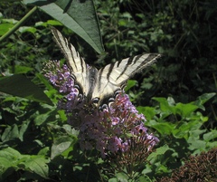 Iphiclides podalirius
