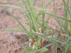 Cyperus uitenhagensis