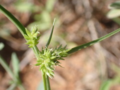 Cyperus uitenhagensis