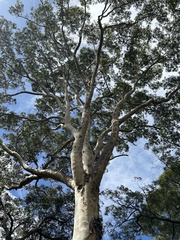 Corymbia gummifera × Corymbia maculata
