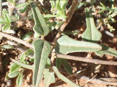 Dolichos hastiformis