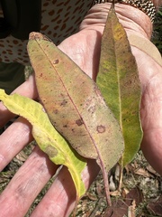 Corymbia gummifera × Corymbia maculata