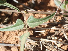 Dolichos hastiformis