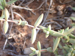 Crassula subaphylla