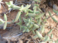 Crassula subaphylla