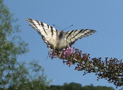 Iphiclides podalirius