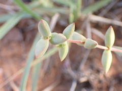 Crassula subaphylla
