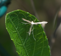 Pterophoroidea
