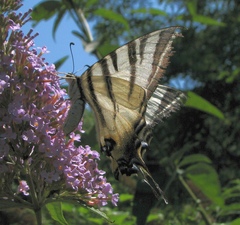 Iphiclides podalirius