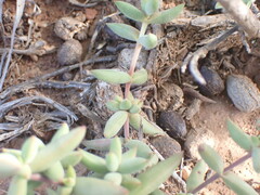 Crassula subaphylla