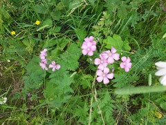 Linum hypericifolium