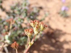 Crassula subaphylla
