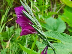 Gladiolus tenuis