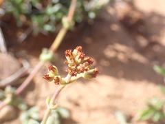 Crassula subaphylla