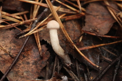 Cystoderma carcharias