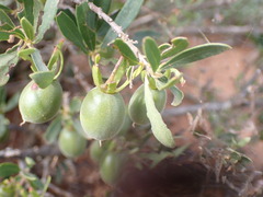 Diospyros austro-africana