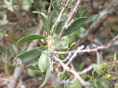 Diospyros austro-africana