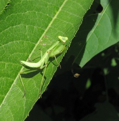 Hierodula transcaucasica