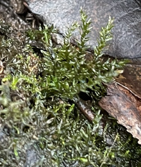 Rhynchostegium riparioides