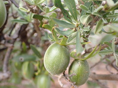 Diospyros austro-africana