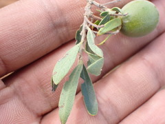 Diospyros austro-africana