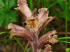 Orobanche owerinii