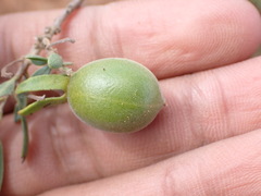 Diospyros austro-africana