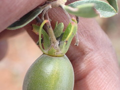 Diospyros austro-africana