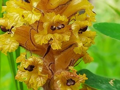 Orobanche laxissima