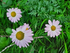 Tanacetum coccineum