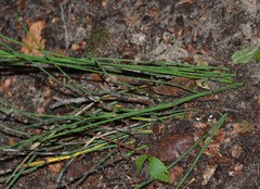 Equisetum laevigatum