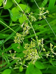 Asperula molluginoides
